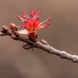 Acer rubrum (red maple)